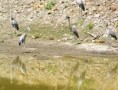/album/photogallery/herons-with-python-2-jpg/